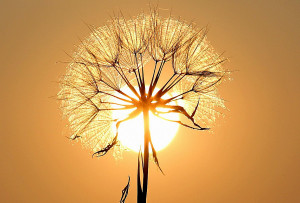 Healing Trauma at the Blueprint Level: A Psycho-Shamanic Perspective