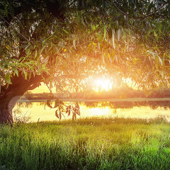 IAM Presence Session - Embodied Psycho-Spiritual Therapy